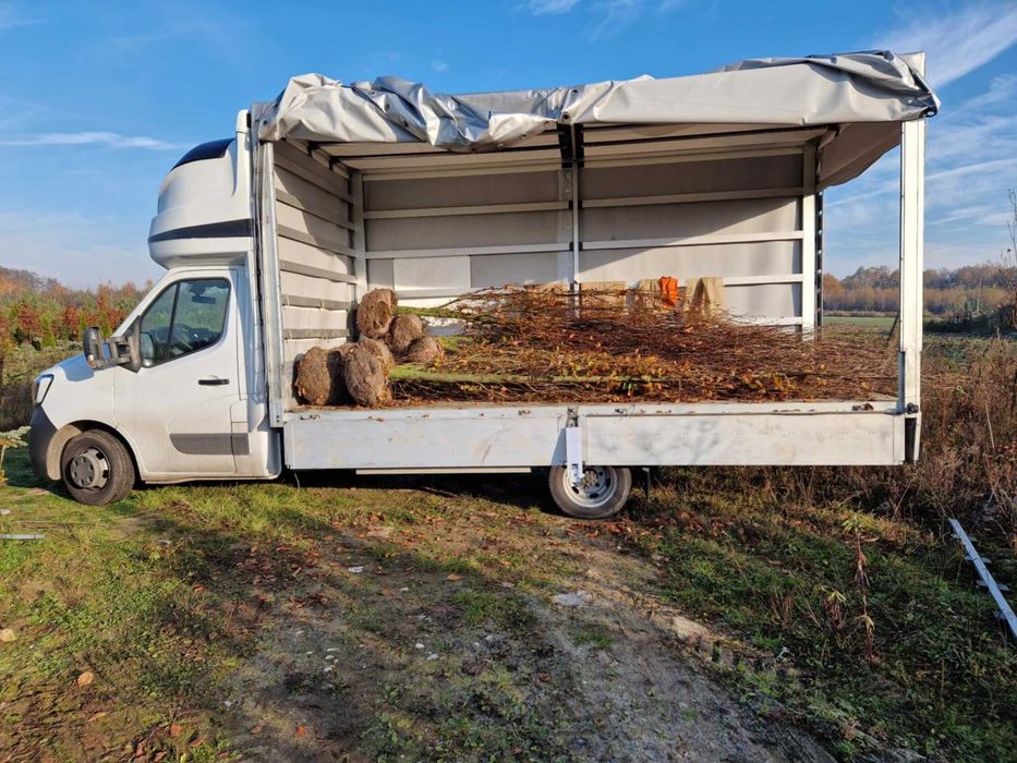 Brzoza brodawkowata obwód pnia 5-16 cm