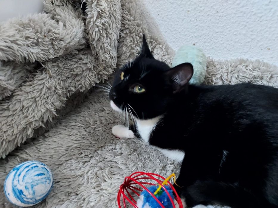 Gatinha para adoção