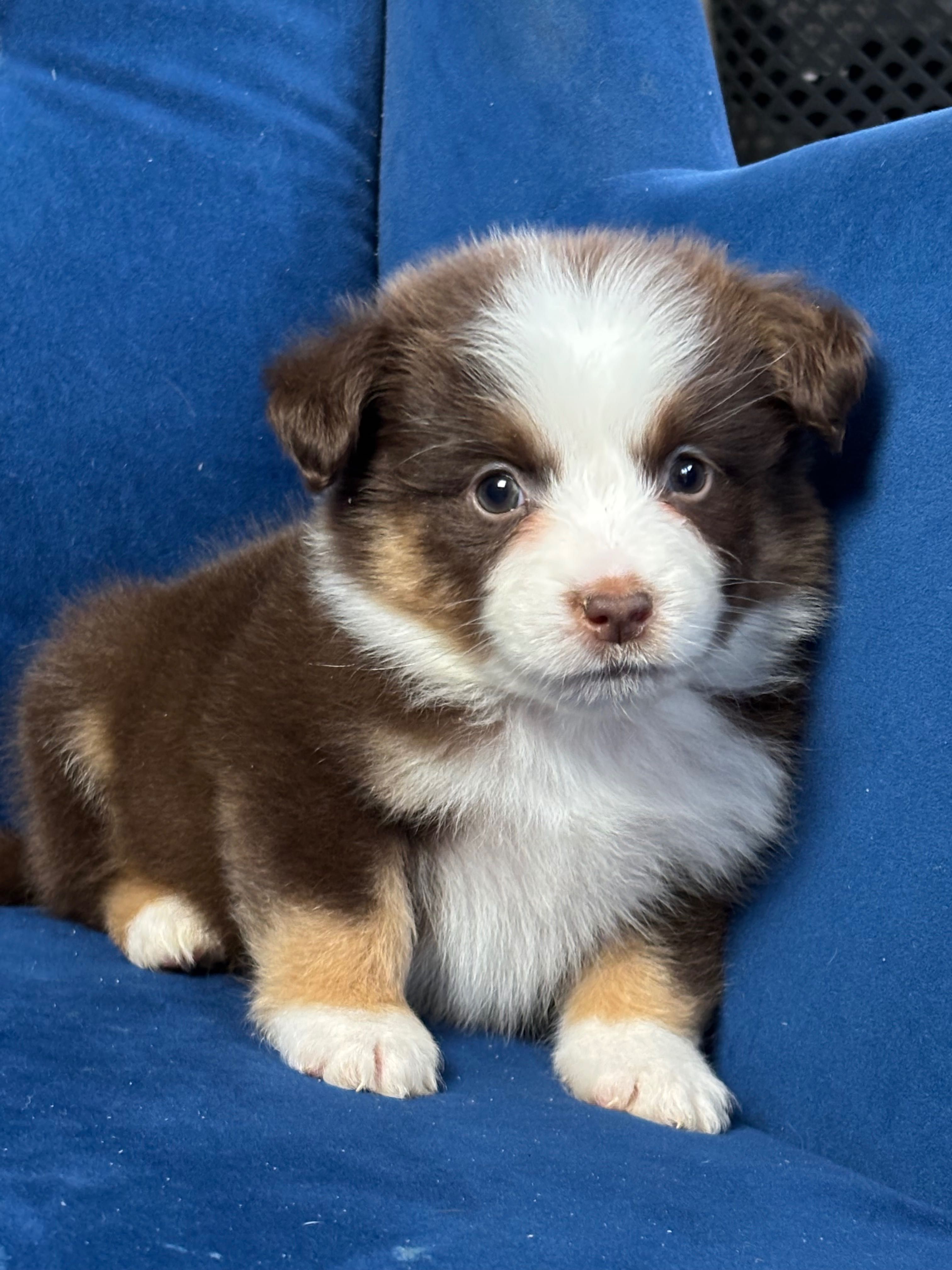 Miniaturowy owczarek amerykański mini Aussie FCI