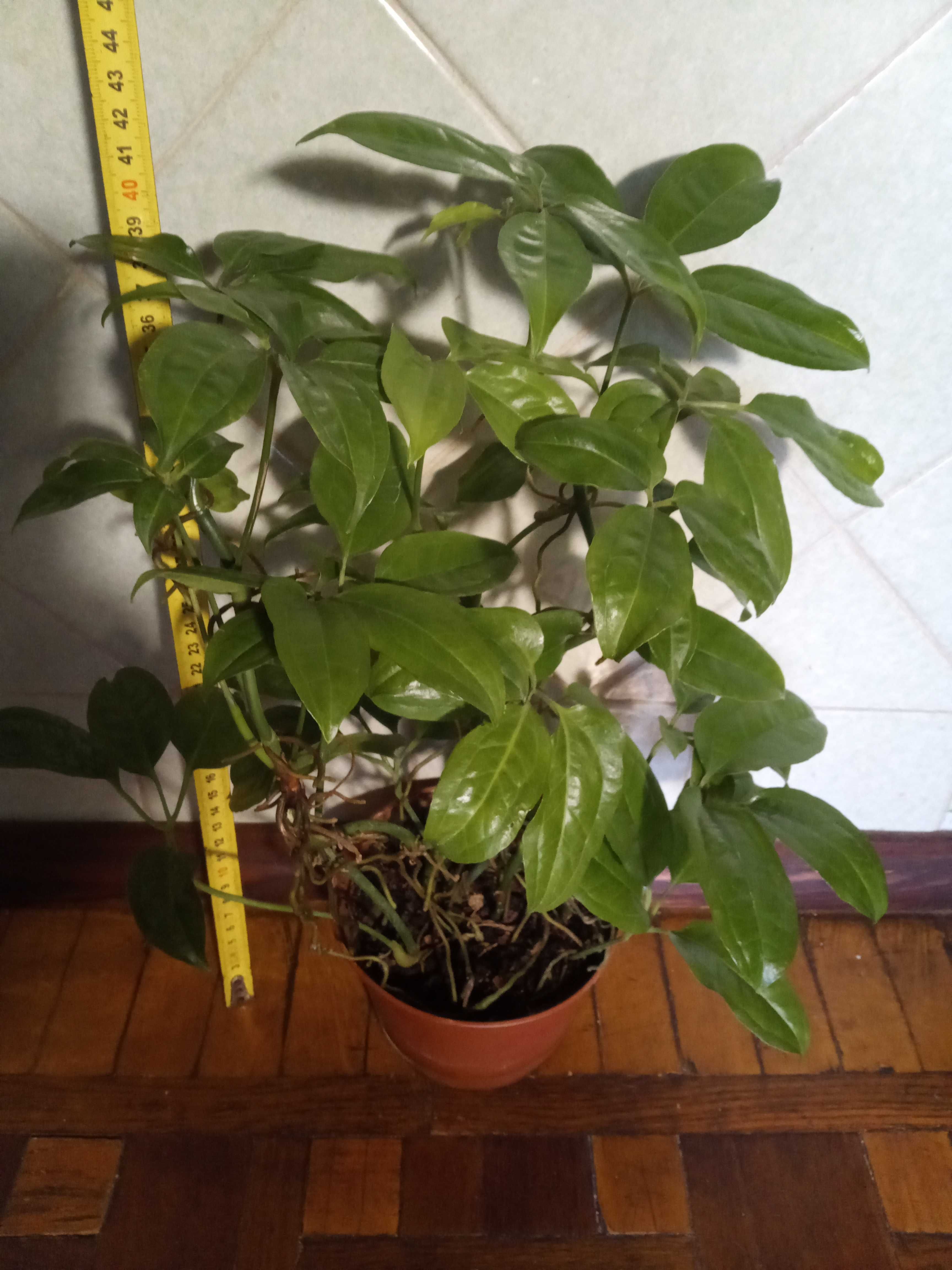 Антуриум пятилопастной (Anthurium pentaphyllum)