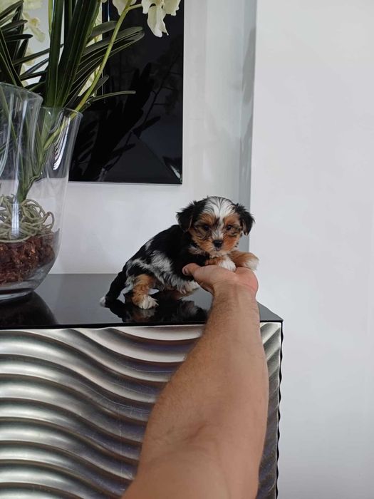 Yorkshire Terrier  Miniatura MACHO TRICOLOR