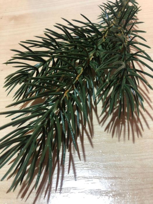 Gałązka sosna 30 szt