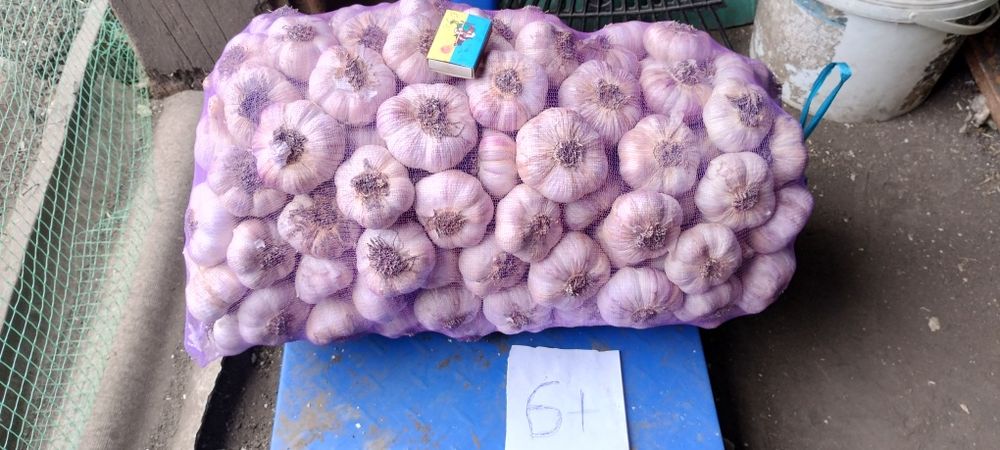 Продається часник "Любаша"