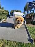 Chow chow szczeniak,gen blue.