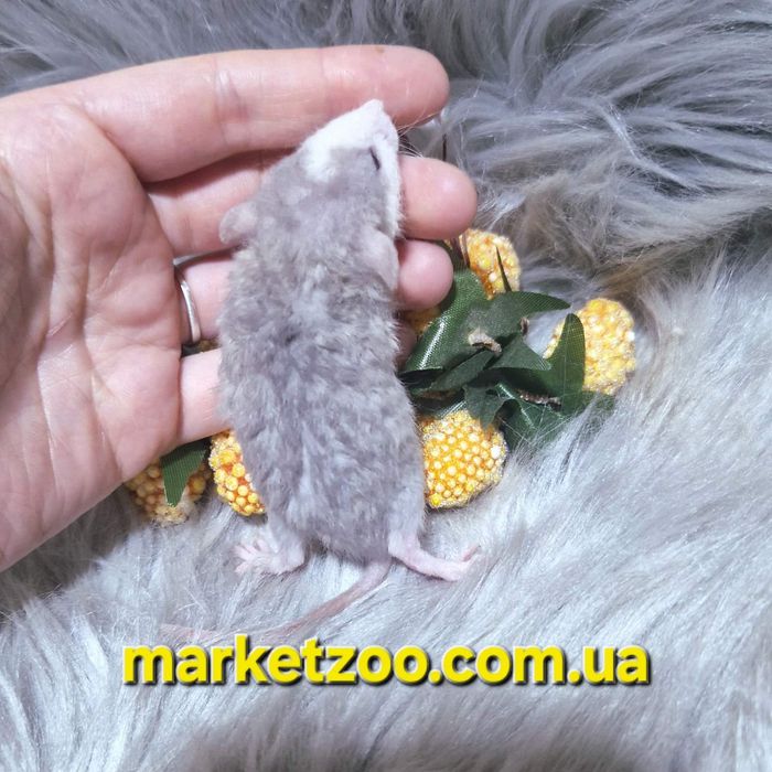 Ексклюзивний щурик Дамбо Рекс – рідкісний "Блакитний Хаскі" з кучеряво