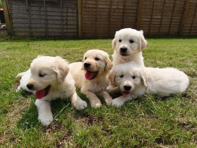 Golden retriever samiec gotowy do zmiany domu.