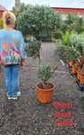 Drzewko oliwne oliwka promocja bonsai 180cm