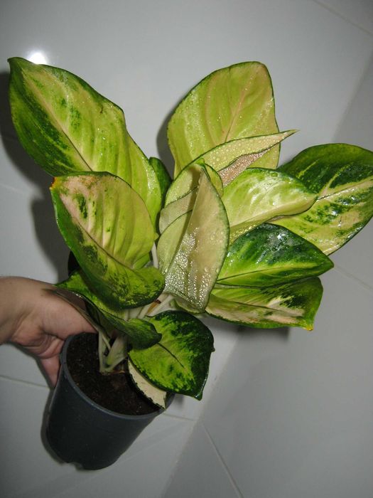 аглаонема красная и желтая есть детки от 350грн