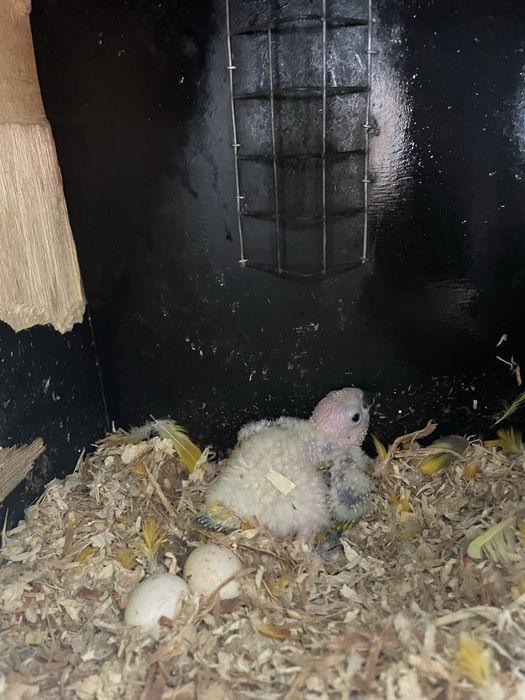 Aratingas sol bebés muito bonitas