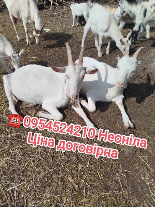 Продам козенята.Породисті.Ціна договірна
