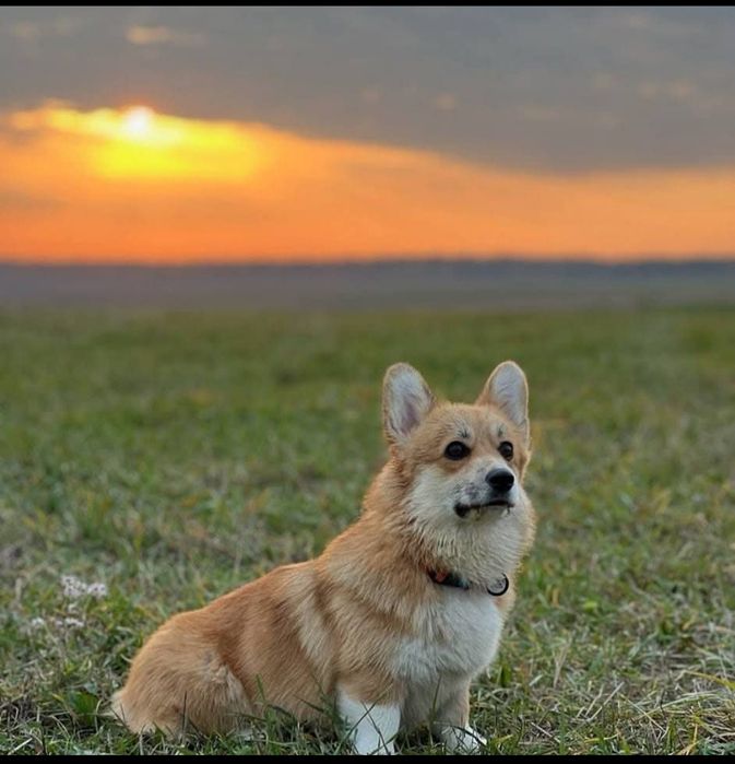 Вельш Коргі Пемброк