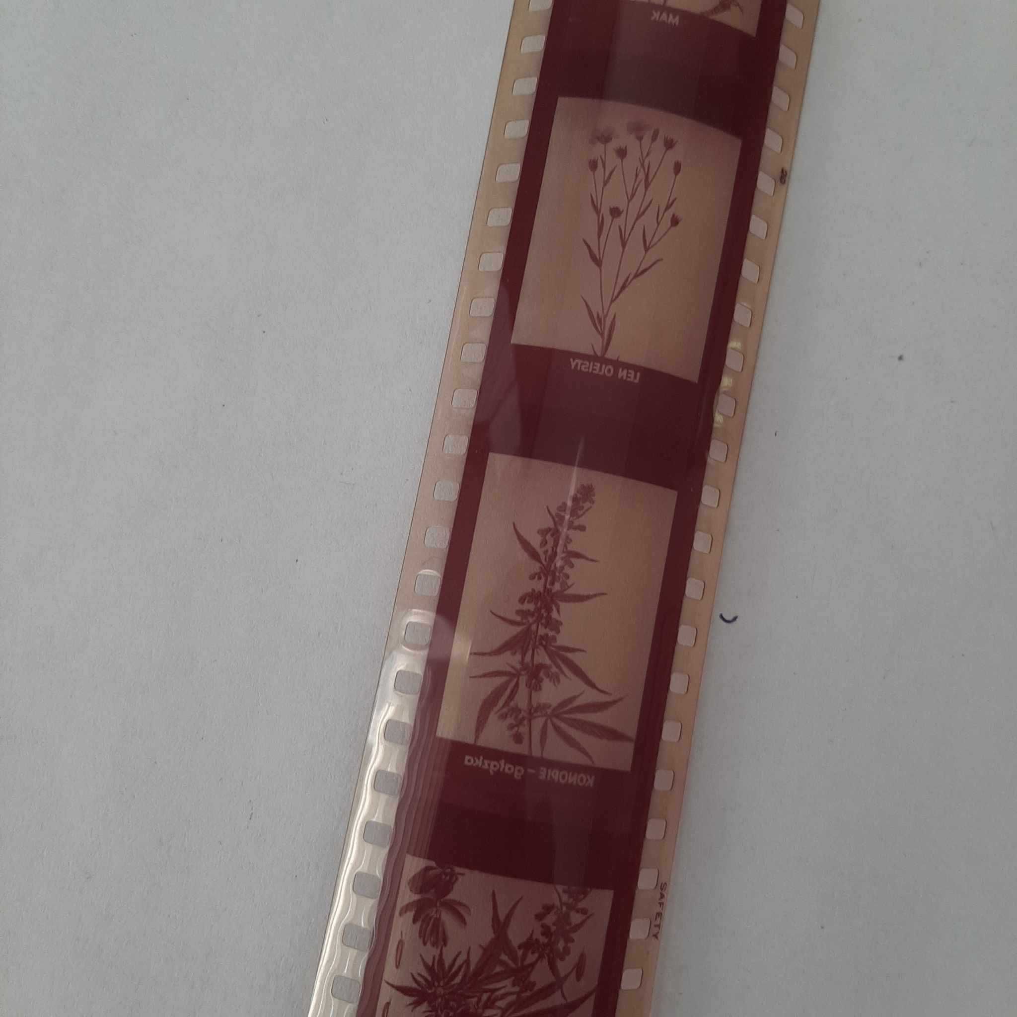 Filmy na rzutnik Ania Rośliny,  szkodniki  szt.6