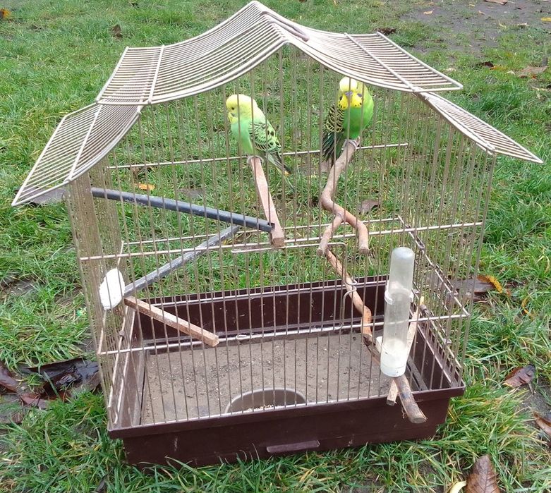 Papugi faliste z klatką