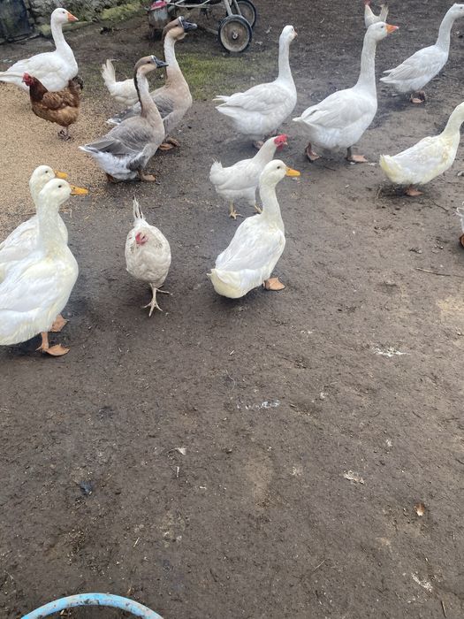 Sprzedam kaczki zywe