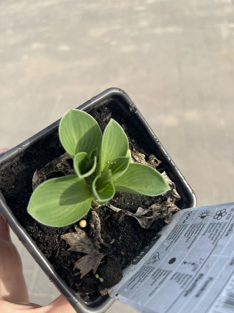 Hosta blue mouse niebieska niska