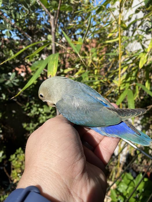 Agapornis domesticado promoção