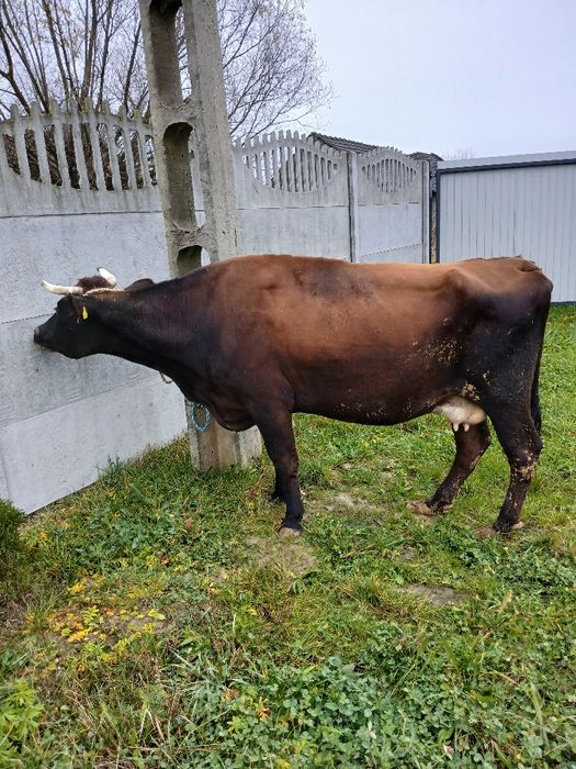 Krowa z mlekiem 5 lat zacielona do dalszej hodowli,  okazja