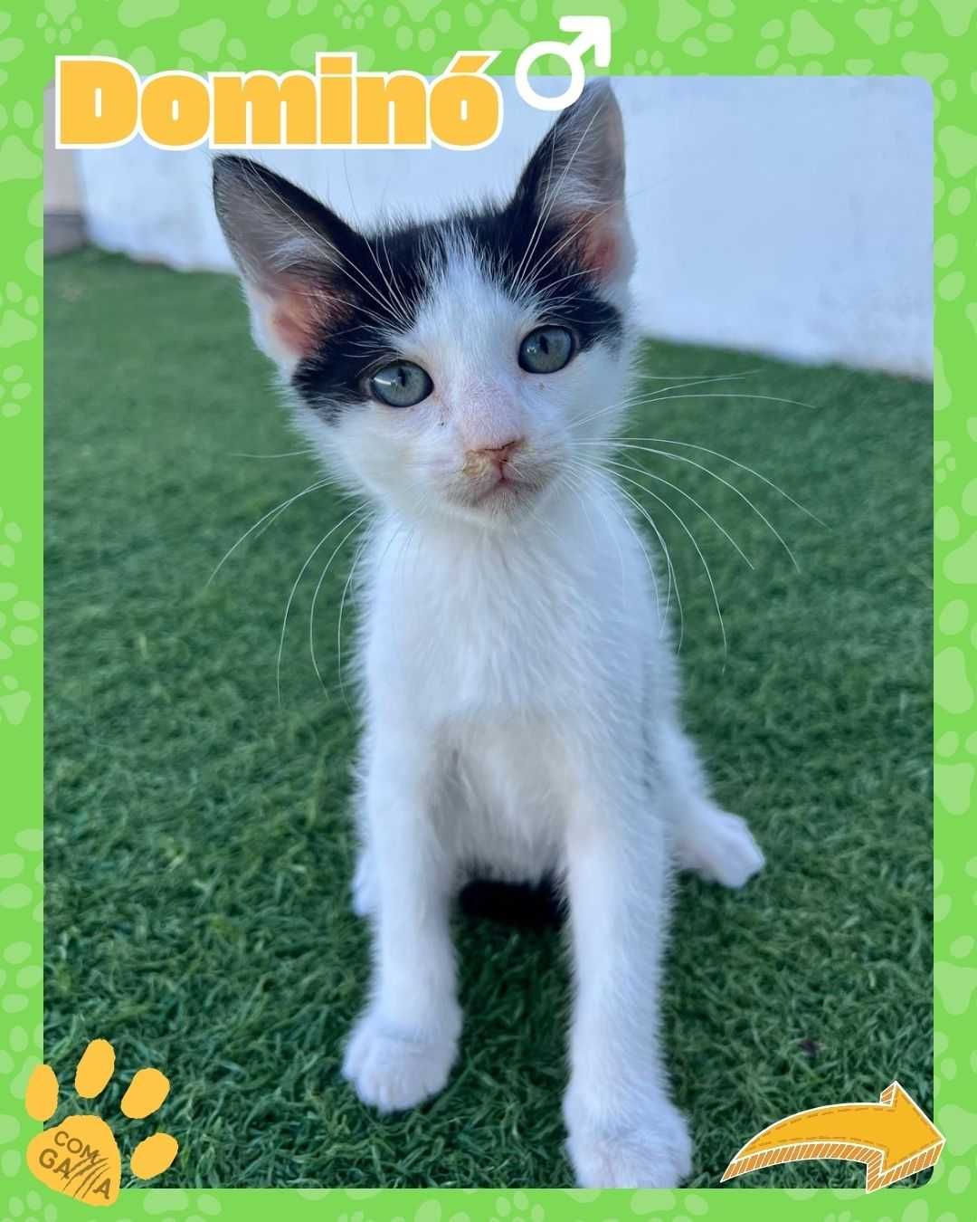 Gatinho para adoção - Dominó