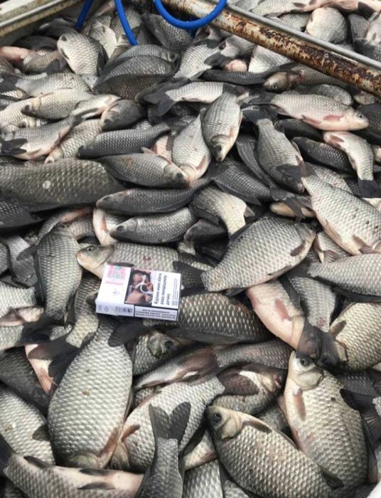 Продам живу рибу оптом і в роздріб мальок