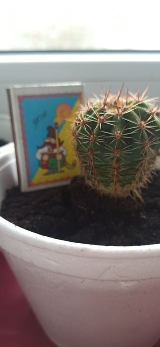Кактус "Ехінопсис" (дітки)