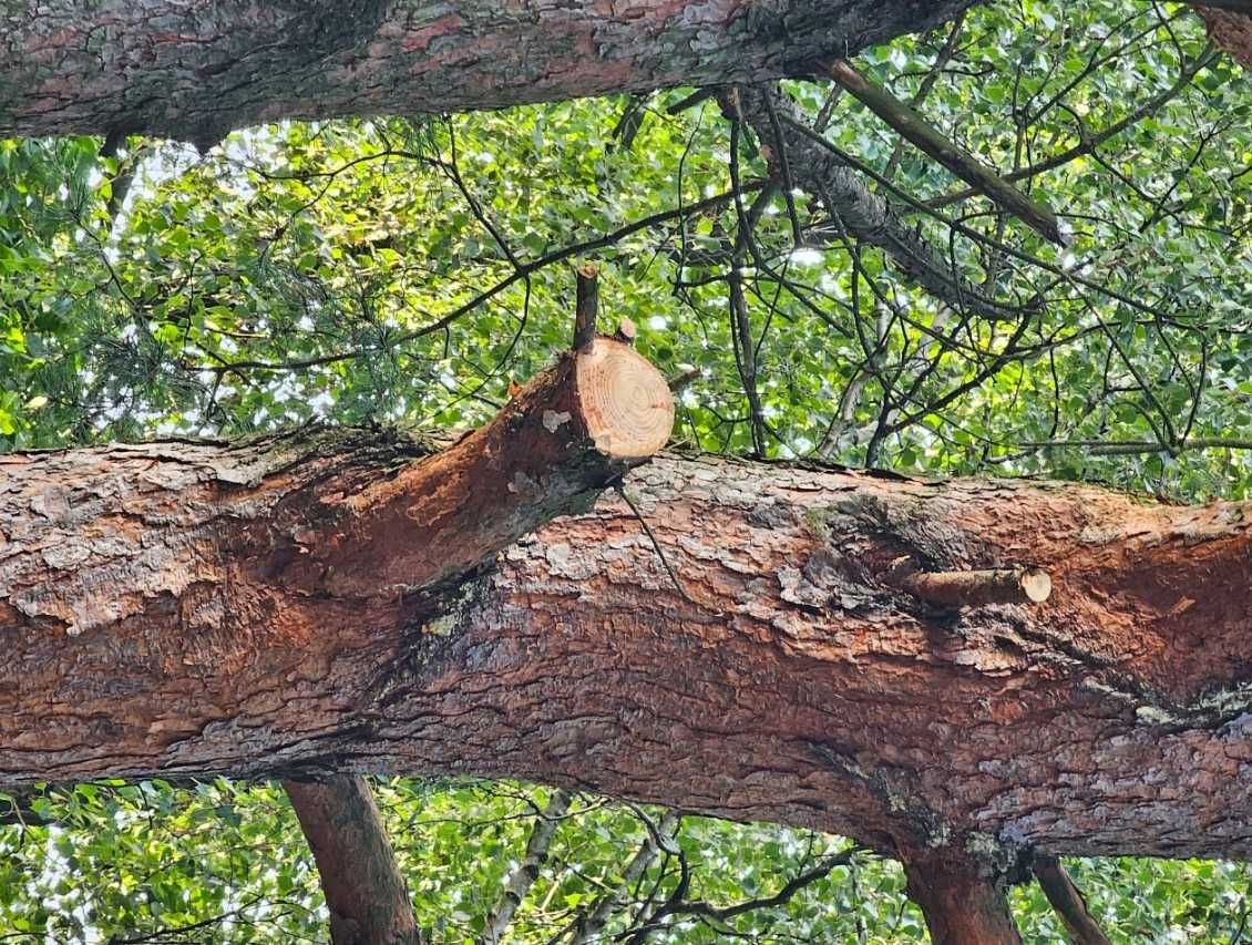 Teleskopowa Piła z hakiem na wysięgniku 5,5m Ostra z pokrowcem