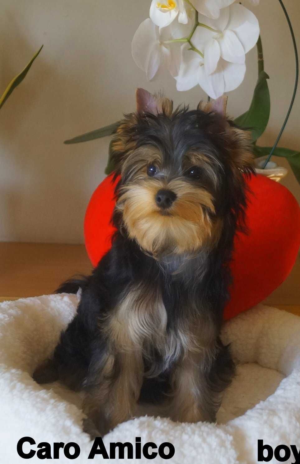 Yorkshire Terrier /FCI /odchowany piesek.
