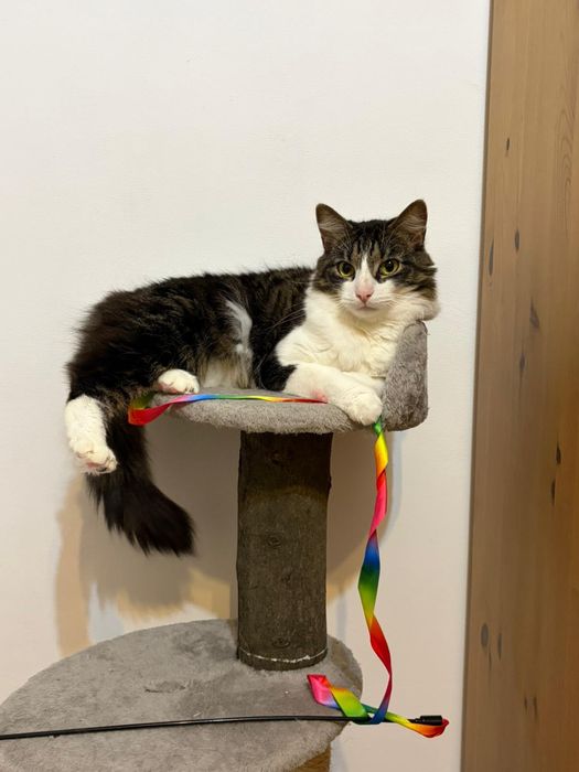 Młody długowłosy kocur i jego ukochana – para do adopcji