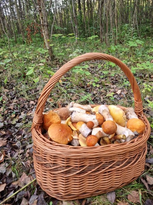 Grzyby suszone I marynowane opieńki Borowik Rydze Podgrzybek