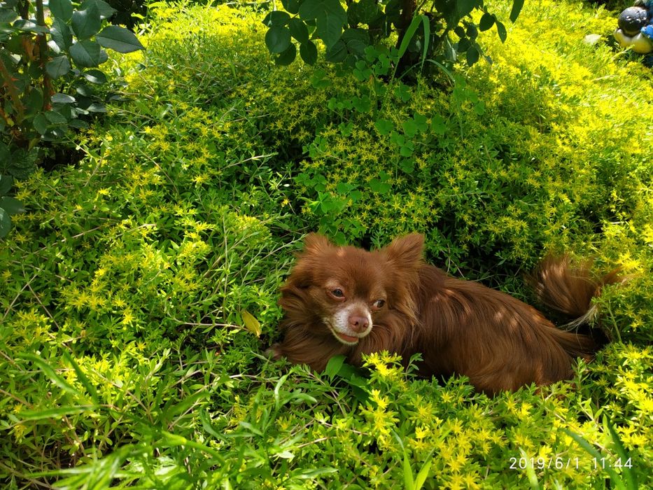 Вязка чихуахуа,,.