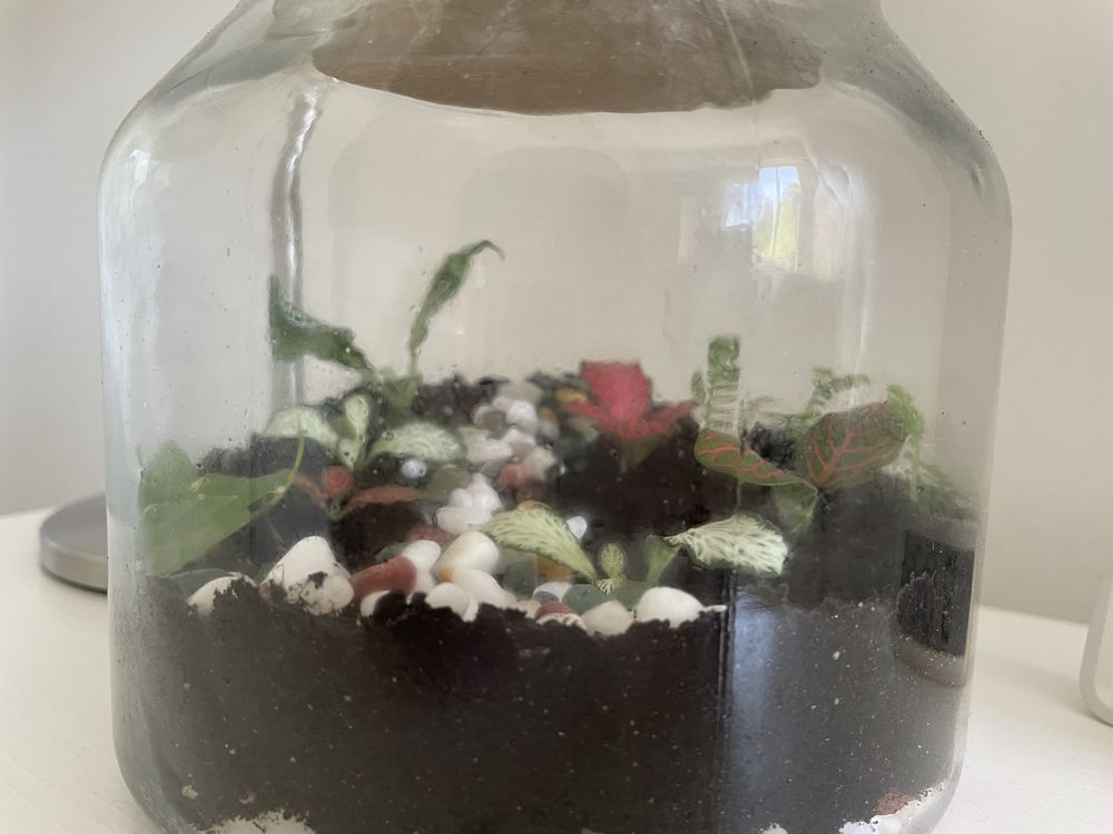 Terrário com plantas (tamanho médio)