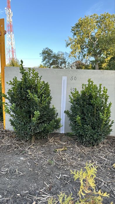 самшит, є різні розміри