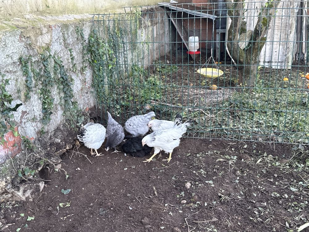 Vendo galinhas prontas para comecar a postura em boa fase