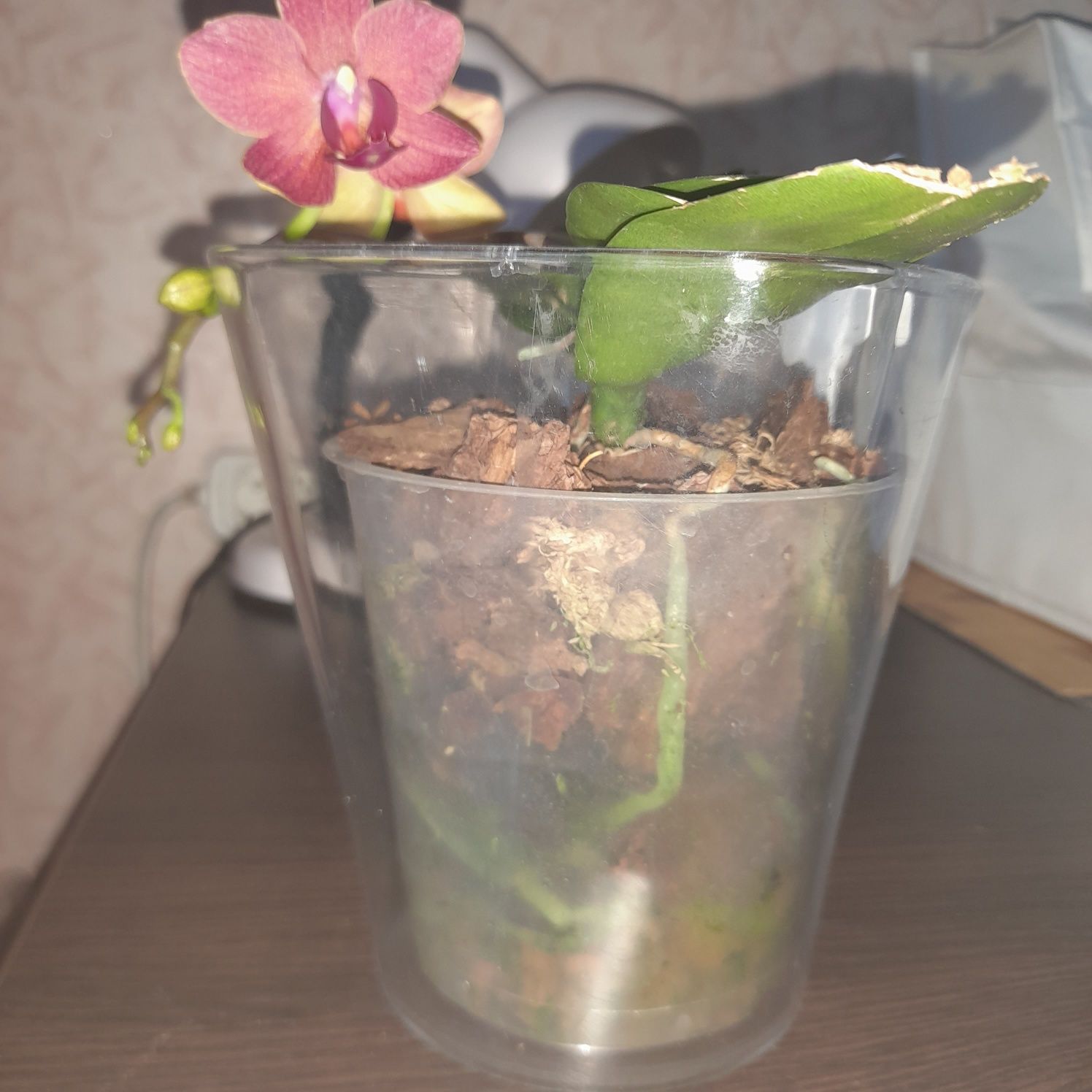 Продам  2 орхидеи