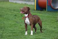 Sasza do adopcji za darmo pit bull