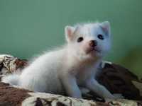 Лиса, лисята белые. All White Marble fox. Бронь на 2024г