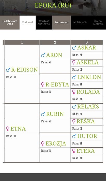 5 letnia klacz Śląska z licencją