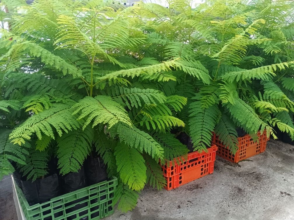 Jacarandá  + de 2 metros em saco 4lt