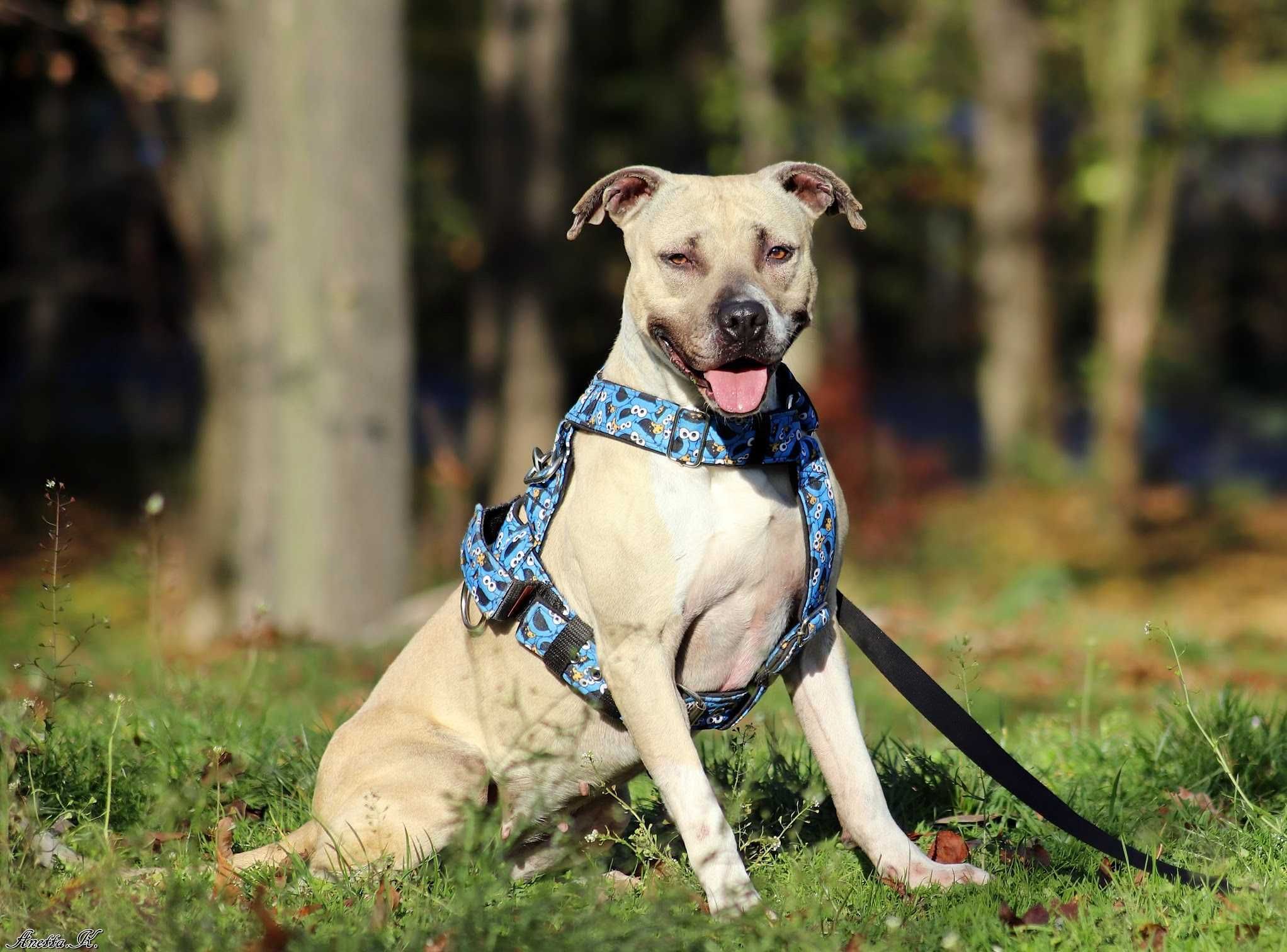 Renesme czeka na wspaniały dom - pitbull do adopcji