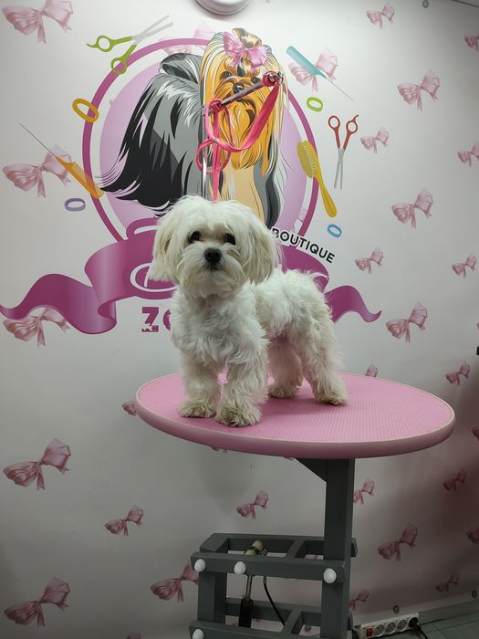 Шукаю моделей для створення портфоліо