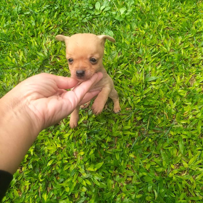 Pisncher super mini macho