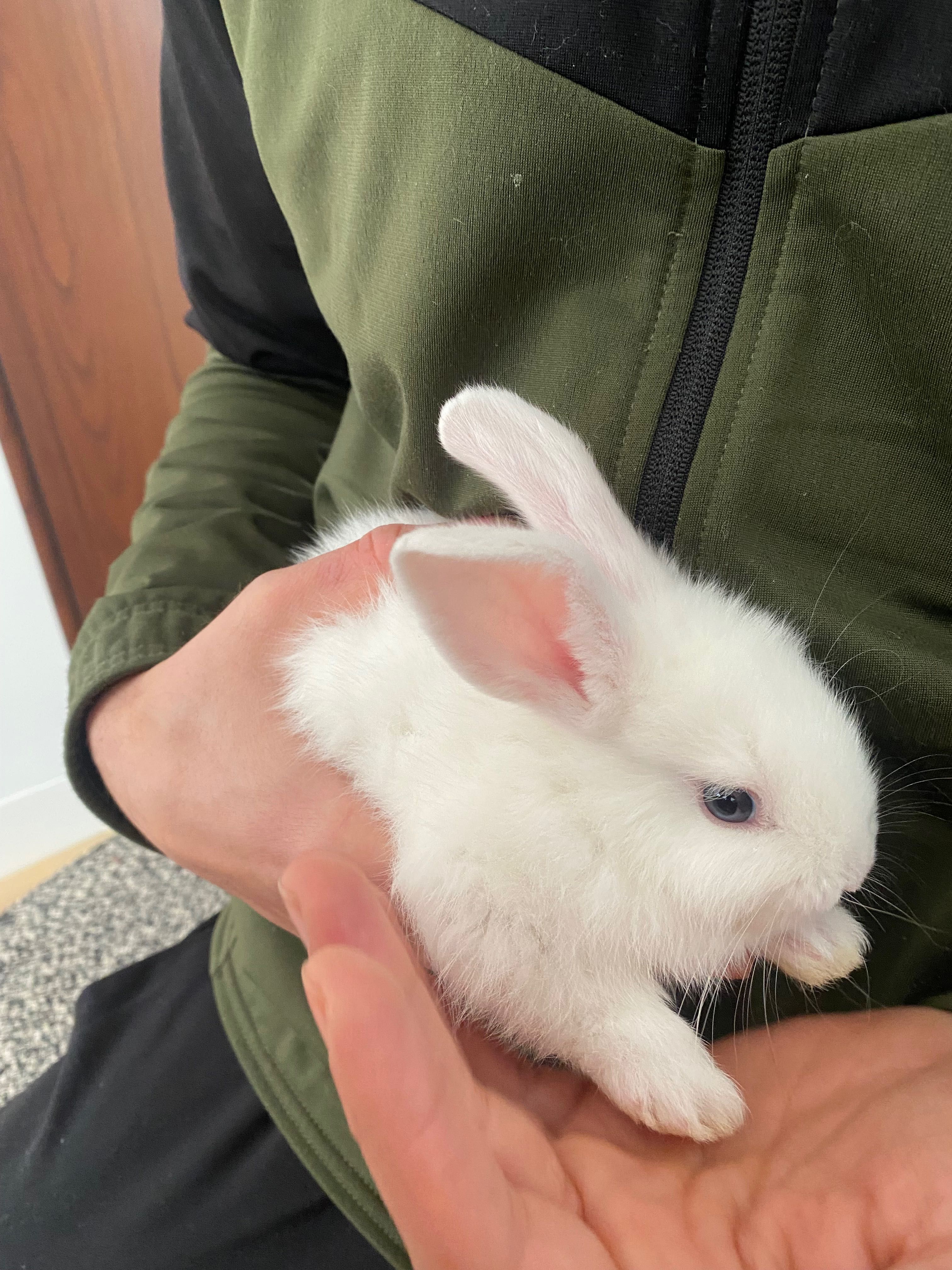 Coelhos para consumo próprio ou para estimação