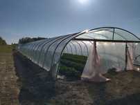 Tunel, tunele foliowe