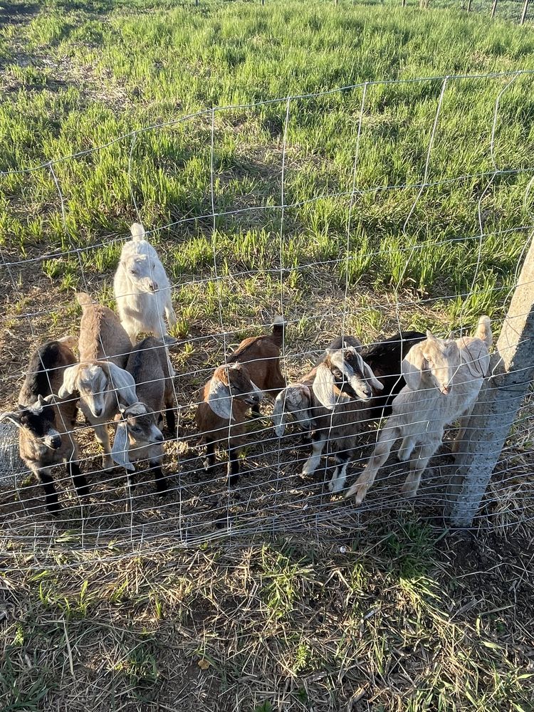 Продам породистих кіз Занаанки Англо-нубійські