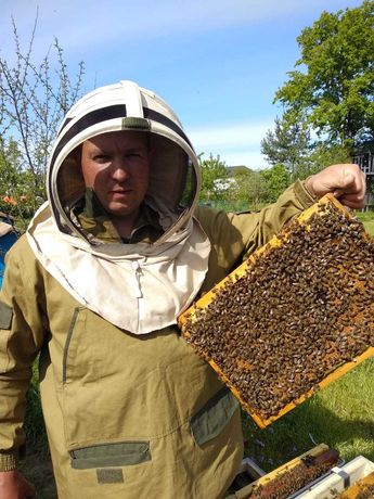 Продам бджолопакети, бджолосімї, бджоли, мед