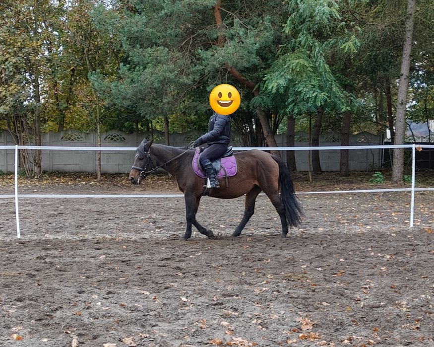 Kucyk, klacz 143cm dla dzieci małych i duzych