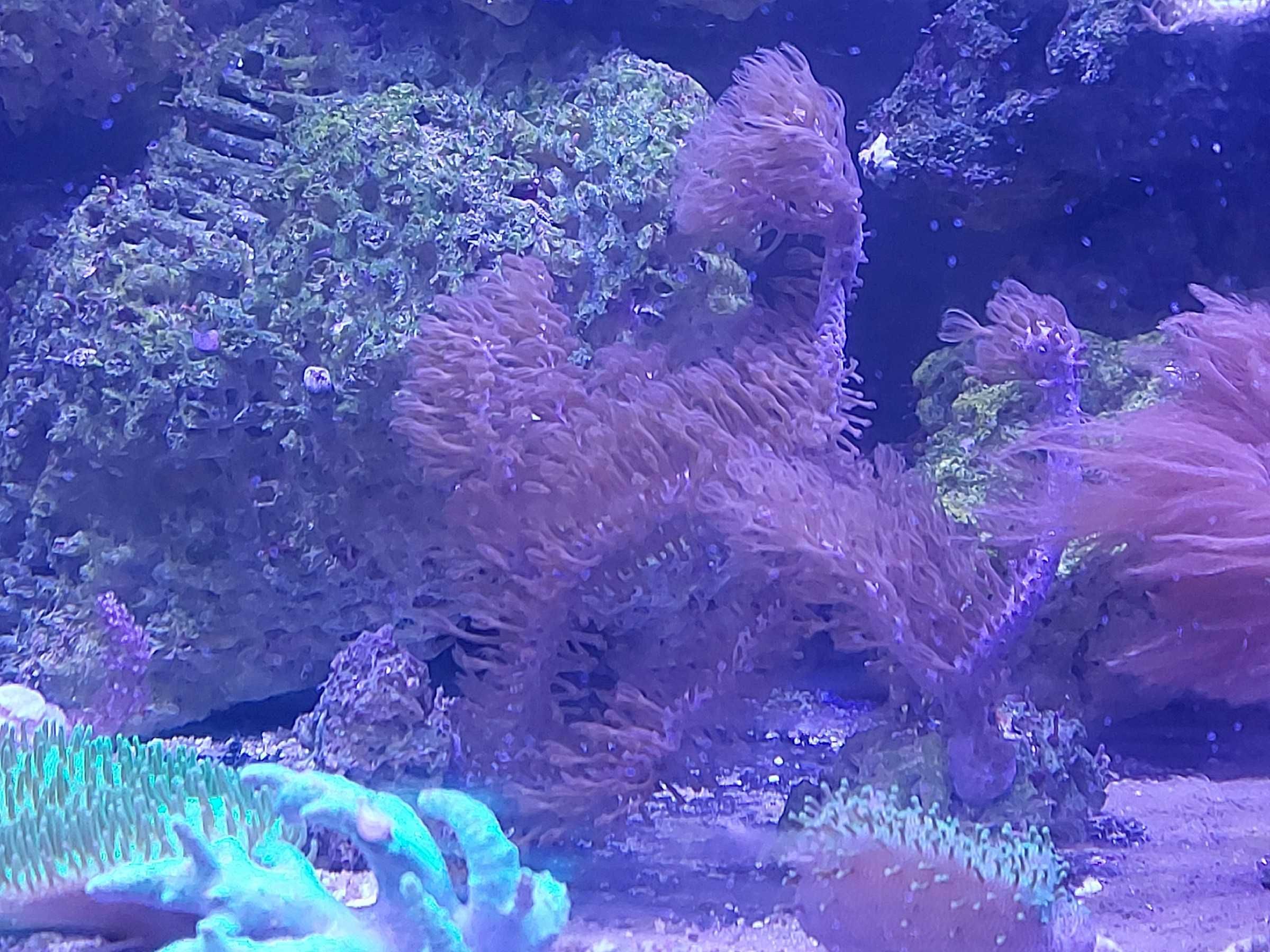 Koralowce miękkie do akwarium morskiego