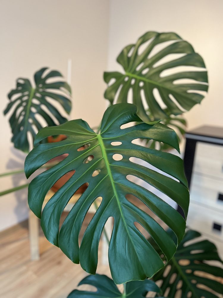 Monstera duża z doniczką