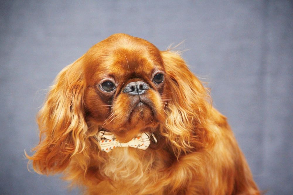 Цуценята Кінг Чарльз спаніель