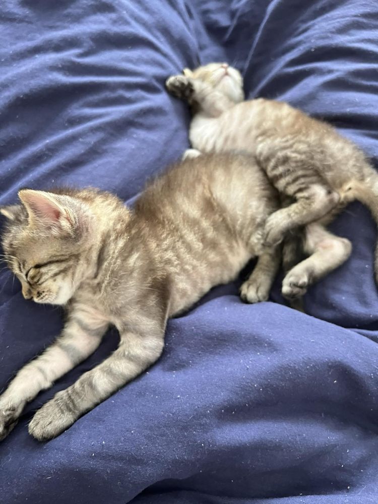 Віддам кошенят котят у добрі рукі