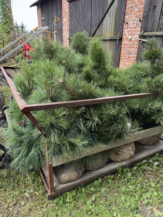 Sosna czarna formowana Pinus Nigra 110-180cm dowóz